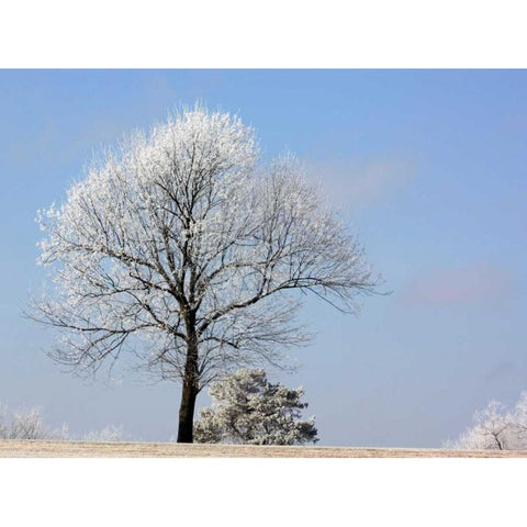 Frozen Fog II Gold Ornate Wood Framed Art Print with Double Matting by Putman, Tammy