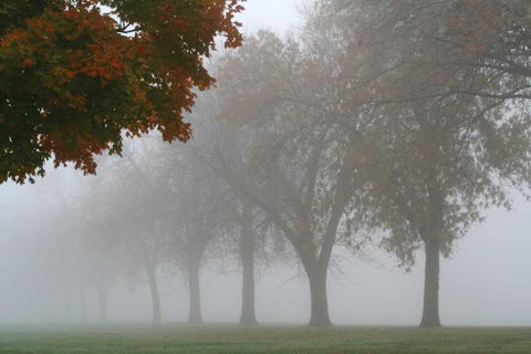 Foggy Trees I White Modern Wood Framed Art Print with Double Matting by Putman, Tammy