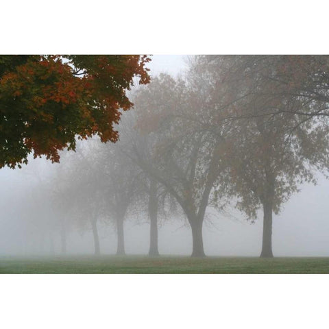 Foggy Trees I Black Modern Wood Framed Art Print with Double Matting by Putman, Tammy