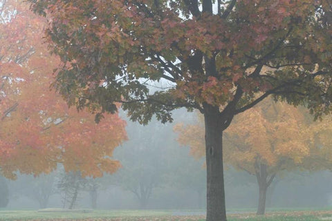 Foggy Trees II Black Ornate Wood Framed Art Print with Double Matting by Putman, Tammy