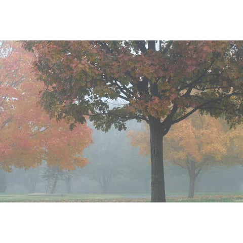 Foggy Trees II White Modern Wood Framed Art Print by Putman, Tammy