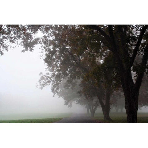 Foggy Trees III Black Modern Wood Framed Art Print with Double Matting by Putman, Tammy