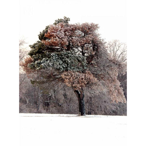 Tree in Snow I Gold Ornate Wood Framed Art Print with Double Matting by Putman, Tammy