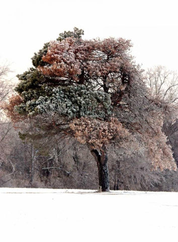 Tree in Snow I Black Ornate Wood Framed Art Print with Double Matting by Putman, Tammy