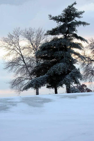 Tree in Snow II Black Ornate Wood Framed Art Print with Double Matting by Putman, Tammy