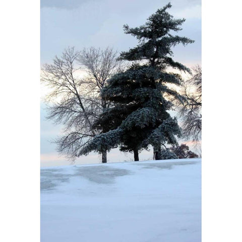 Tree in Snow II White Modern Wood Framed Art Print by Putman, Tammy