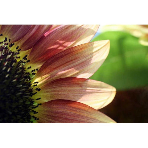 Sunflower I Black Modern Wood Framed Art Print with Double Matting by Putman, Tammy