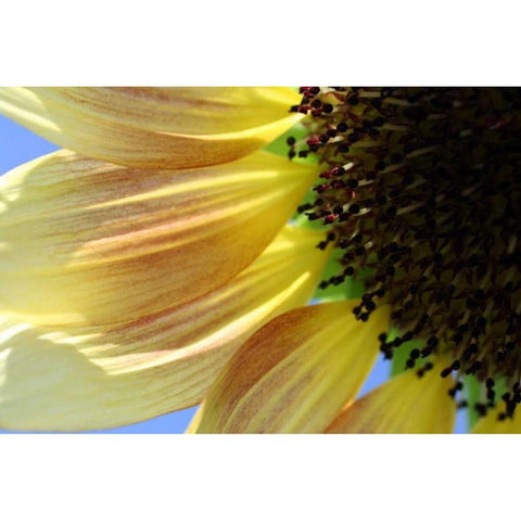 Sunflower III Black Modern Wood Framed Art Print with Double Matting by Putman, Tammy