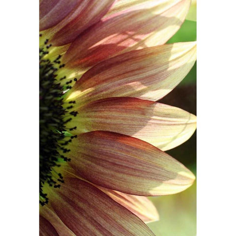 Sunflower IV Gold Ornate Wood Framed Art Print with Double Matting by Putman, Tammy