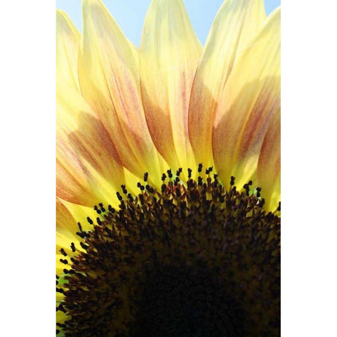 Sunflower V White Modern Wood Framed Art Print by Putman, Tammy