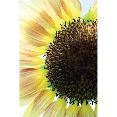 Sunflower VI Black Modern Wood Framed Art Print with Double Matting by Putman, Tammy