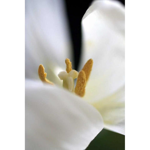 White Tulip White Modern Wood Framed Art Print by Putman, Tammy