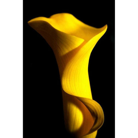 Yellow Lily Gold Ornate Wood Framed Art Print with Double Matting by Putman, Tammy