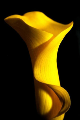 Yellow Lily Black Ornate Wood Framed Art Print with Double Matting by Putman, Tammy