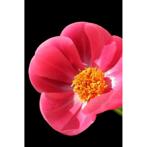 Pink Peony I White Modern Wood Framed Art Print by Putman, Tammy