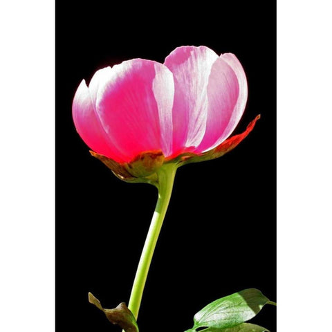 Pink Peony II White Modern Wood Framed Art Print by Putman, Tammy