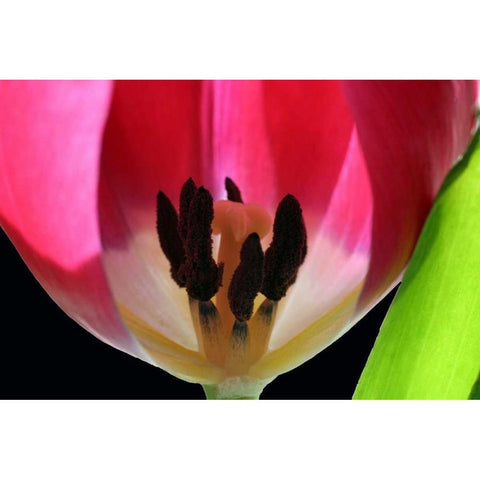 Pink Tulip Black Modern Wood Framed Art Print with Double Matting by Putman, Tammy