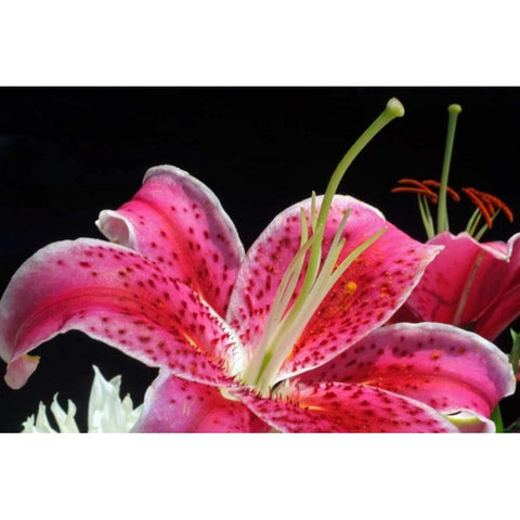 Pink Lily White Modern Wood Framed Art Print by Putman, Tammy