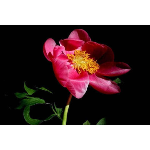 Pink Peony IV Black Modern Wood Framed Art Print with Double Matting by Putman, Tammy