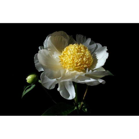 White Peony I Gold Ornate Wood Framed Art Print with Double Matting by Putman, Tammy