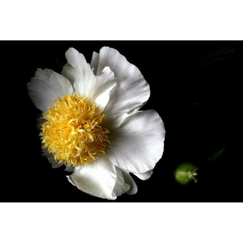 White Peony II Black Modern Wood Framed Art Print with Double Matting by Putman, Tammy