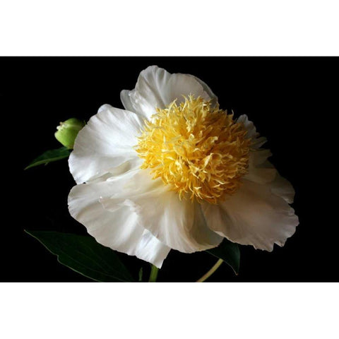 White Peony III Gold Ornate Wood Framed Art Print with Double Matting by Putman, Tammy