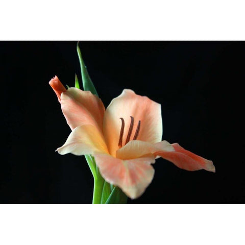 Peach Lily Black Modern Wood Framed Art Print with Double Matting by Putman, Tammy