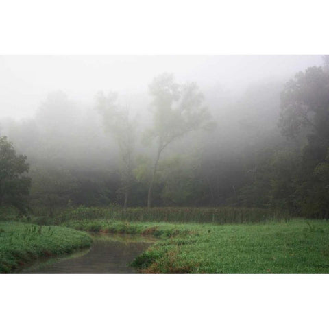 Creek in Fog II White Modern Wood Framed Art Print by Putman, Tammy