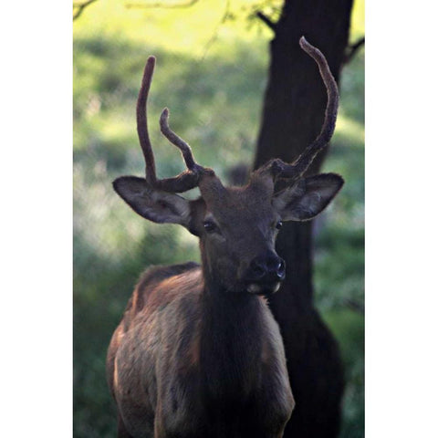 Elk I Black Modern Wood Framed Art Print with Double Matting by Putman, Tammy