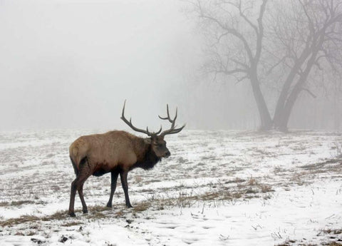 Elk III White Modern Wood Framed Art Print with Double Matting by Putman, Tammy