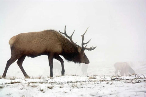 Elk IV White Modern Wood Framed Art Print with Double Matting by Putman, Tammy