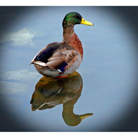 Mallard Reflection Black Modern Wood Framed Art Print with Double Matting by Putman, Tammy