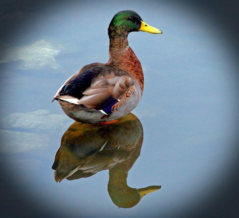 Mallard Reflection White Modern Wood Framed Art Print with Double Matting by Putman, Tammy