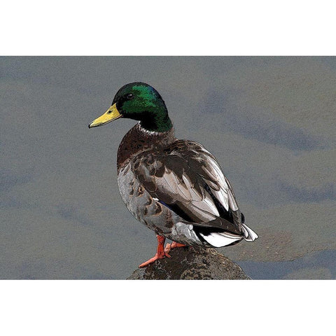 Mallard White Modern Wood Framed Art Print by Putman, Tammy