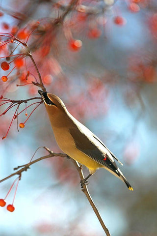 Cedar Wax Wing Black Ornate Wood Framed Art Print with Double Matting by Putman, Tammy