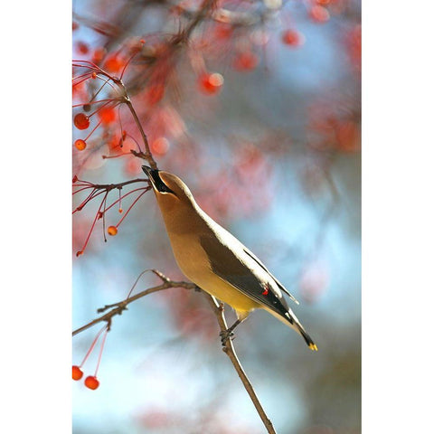 Cedar Wax Wing Gold Ornate Wood Framed Art Print with Double Matting by Putman, Tammy