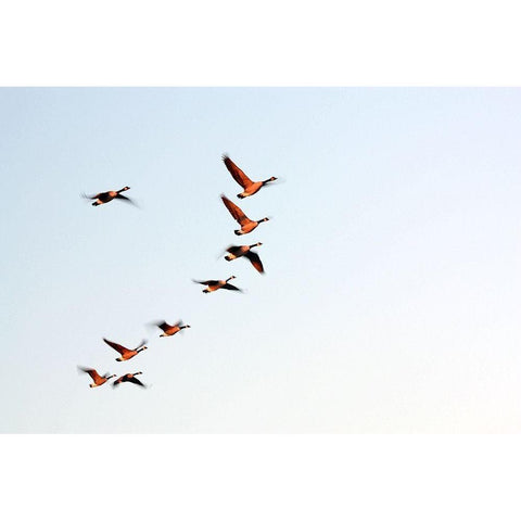 Flock Black Modern Wood Framed Art Print with Double Matting by Putman, Tammy