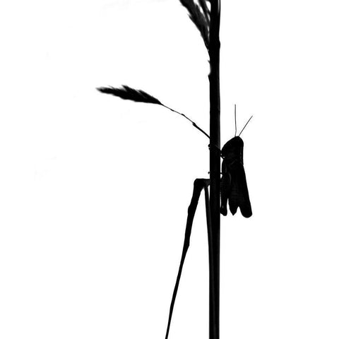 Grasshopper Black Modern Wood Framed Art Print with Double Matting by Putman, Tammy