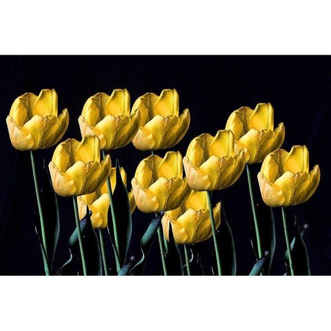 Yellow Tulips Black Modern Wood Framed Art Print with Double Matting by Putman, Tammy