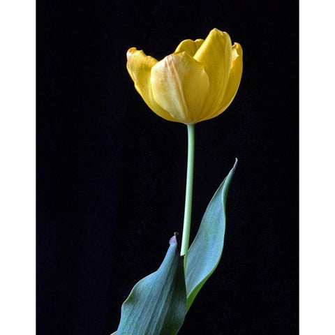 Single Tulip White Modern Wood Framed Art Print by Putman, Tammy