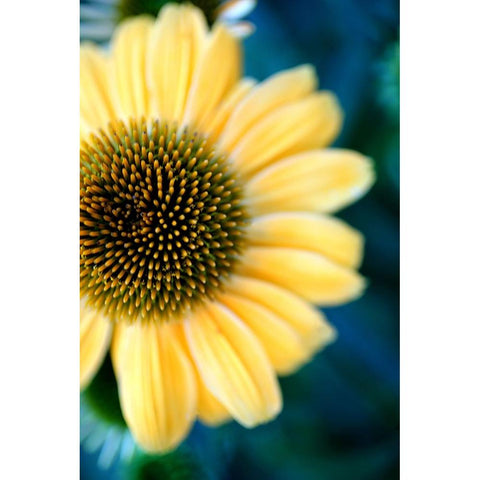 Cone Flowers III White Modern Wood Framed Art Print by Putman, Tammy