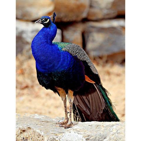 Posing Peacock III Black Modern Wood Framed Art Print with Double Matting by Putman, Tammy