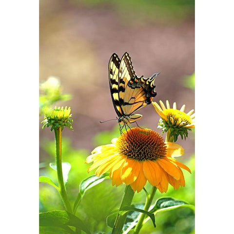 Eastern Tiger Swallowtail Lift Black Modern Wood Framed Art Print with Double Matting by Putman, Tammy