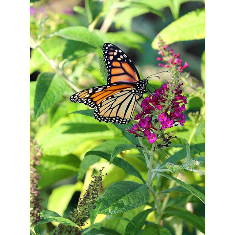 Monarch Garden I White Modern Wood Framed Art Print by Putman, Tammy