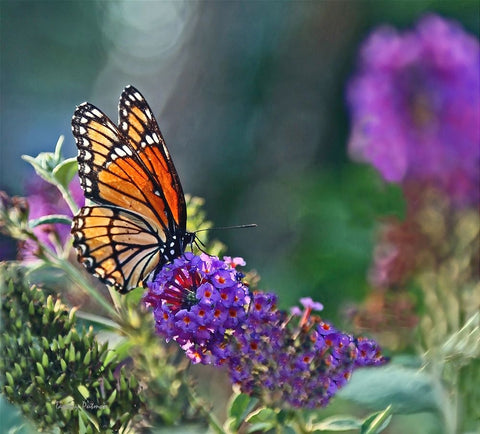 Monarch Garden II Black Ornate Wood Framed Art Print with Double Matting by Putman, Tammy