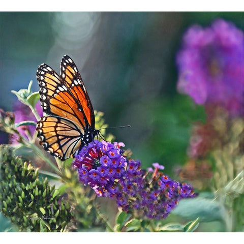 Monarch Garden II White Modern Wood Framed Art Print by Putman, Tammy