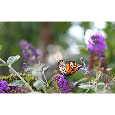 Monarch Garden III White Modern Wood Framed Art Print by Putman, Tammy