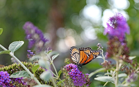 Monarch Garden III Black Ornate Wood Framed Art Print with Double Matting by Putman, Tammy