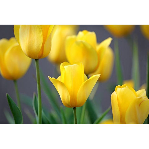 Yellow Tulips Black Modern Wood Framed Art Print with Double Matting by Putman, Tammy