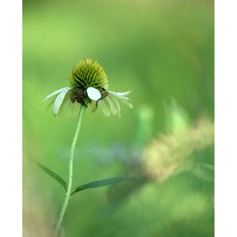 White Cones I Black Modern Wood Framed Art Print with Double Matting by Putman, Tammy